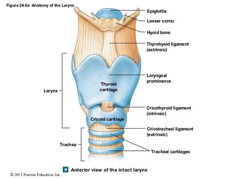 Larynx Model Larynx Diagram, Trachea Anatomy, Larynx Model, Larynx Anatomy, Pulmonary System, Slp Student, Anatomy Diagrams, Respiratory System Anatomy, General Anatomy