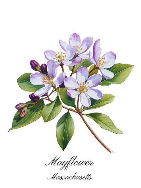 "Massachusetts State Flower-Mayflower" Poster for Sale by Counterbalance Dzigns Mayflower Tattoo, Mayflower Art, Massachusetts Tattoo, Realism Reference, Micro Realism, State Flowers, Body Ideas, S Tattoos, Tattoo Reference