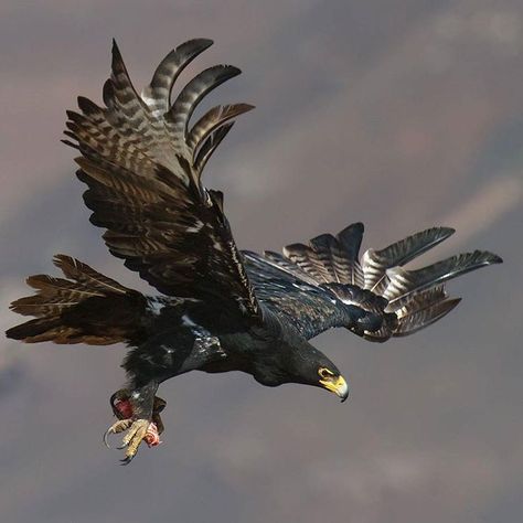 . Photo by @jaywildpix Verraux's (Black) Eagle. #wildlife #southafrica #birds #eagle #africa #avian #nature #BlackEagle #jaywildpix Eagle Wallpaper, Eagle Pictures, Bird Flying, Eagle Art, Black Eagle, Image Nature, The Eagles, Bird Supplies, An Eagle