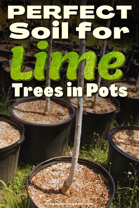 Key Lime Tree In Pot, Potted Lime Tree, Lime Tree In Pot, Growing Limes, Mexican Lime Tree, Farming Hacks, Plants Medicinal, Key Lime Tree, Fruit Forest