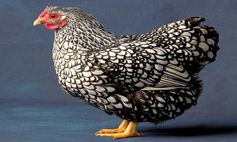 There are various types of chicken breeds that you can raise for home, educational, or business purposes. Silver Laced Wyandotte Chickens, Wyandotte Hen, Black And White Chickens, Wyandotte Chicken, Types Of Chickens, Backyard Chicken Farming, Beautiful Chickens, Backyard Flocks, Keeping Chickens