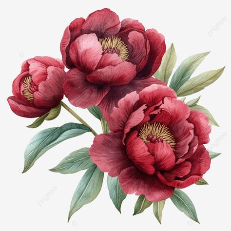 watercolor burgundy peonies flower bouquet Burgundy Peony Bouquet, Burgundy Peony, Burgundy Peonies, Peonies Watercolor, Transparent Watercolor, Wine Red Color, Peony Painting, Red Color Schemes, Watercolor Bouquet