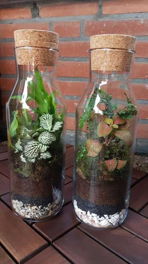 Closed Terrarium Design, Mini Ecosystem Diy, Closed Plant Terrarium, Ecosystem Jar, Mini Terrarium Diy, Mini Terrarium Ideas, Indoor Ecosystem, Ecosystem In A Jar, Plant In A Jar