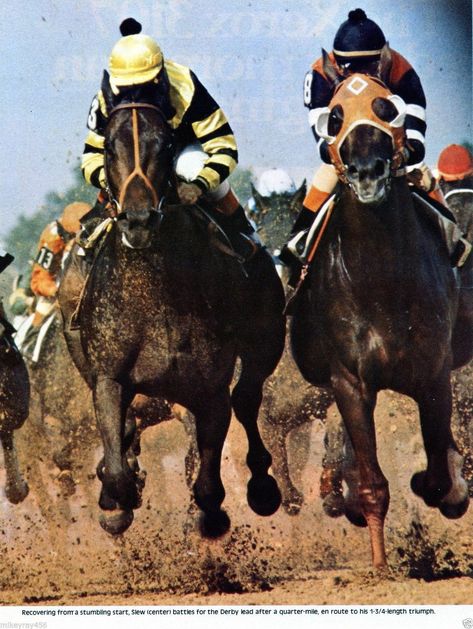 Seattle Slew, Preakness Stakes, Derby Winners, Triple Crown Winners, Belmont Stakes, Race Horses, Triple Crown, Preakness, Horse Photos