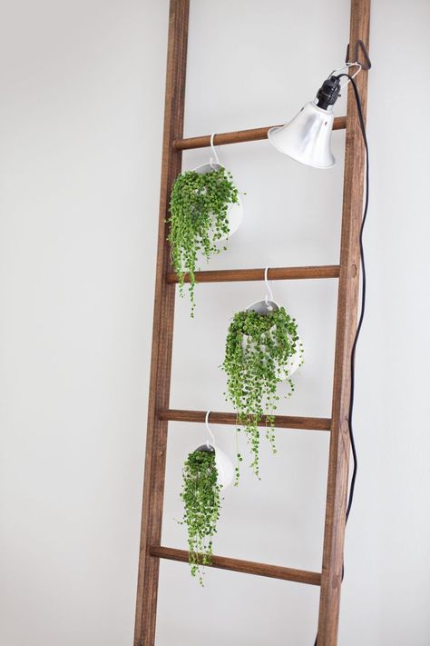 Repurposed Ladders, Plant Ladder, Old Ladder, Farmhouse Side Table, Plants Growing, Cute Dorm Rooms, Blanket Ladder, A Ladder, Beautiful Mess