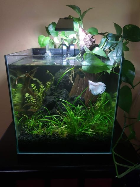 Glofish Tank Ideas Freshwater Aquarium, Small Fish Tank Ideas Decorations, Crystal Fish Tank, 3 Gallon Fish Tank, Tattoos Fish, Fish Quotes, Planted Betta Tank, Beta Tank, Aesthetic Fish