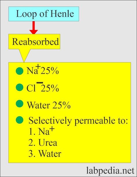 Renal Functions Tests
What sample is needed for Renal Function Tests?

 	These tests are done on the patient's serum or plasma.
 	A urine sample may also be needed.
 	The specimen is stable for several days at 4 to 6 °C and, when frozen, for at least 2 to 3 months.
 	The creatinine sample is stable when refrigerated for 24 hours.

What are the precautions for Renal Function Tests?

 	Avoid a high concentration of Na fluoride as this inhibits urease.
 	Discontinue Vitamin B12 supp... Loop Of Henle, Clinical Laboratory, Osmotic Pressure, Unit Of Time, Normal Values, Pathology Lab, White Blood, Uric Acid, Preventative Health