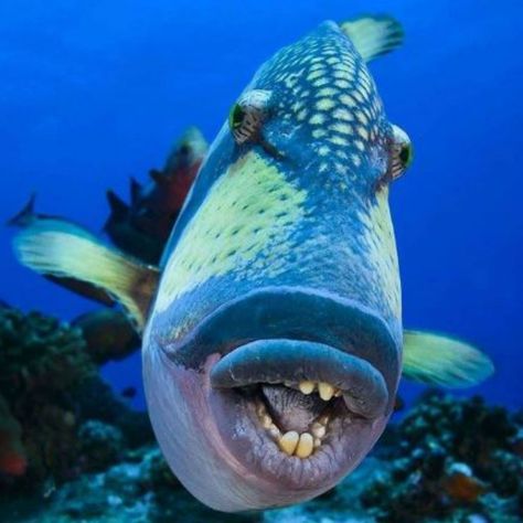 20 Bizarre Sea Creatures That Look Like They're Not Real Weird Sea Creatures, Deep Sea Creatures, Underwater Animals, Beautiful Sea Creatures, Underwater Creatures, Oceans Of The World, Beautiful Ocean, Fishing Humor, Ocean Creatures