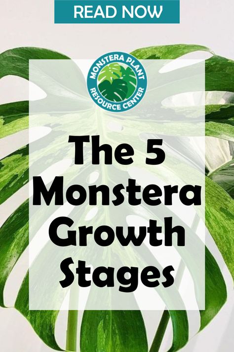 From seedling to maturity, it’s important to know what your plant needs every step of the way in order to ensure it grows healthy and strong! Let’s explore the five monstera growth stages and explain each stage in-depth. We’ll also cover tips on how to keep your precious monstera thriving so you can enjoy its beauty all year round! How To Trim Monstera Plant, How To Separate Monstera Plant, How To Stake Monstera Plant, Best Soil For Monstera Plant, Why Is My Monstera Turning Yellow, Monstera Plant, Monstera Deliciosa, Grow Lights, Plant Growth