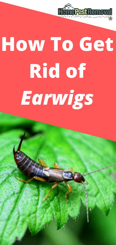 Earwigs are small, fast-moving insects easily recognized by their distinctive pincers instead of a tail. While not dangerous, earwigs are unpleasant to share space with either indoors or outside. By understanding the different methods and products available to get rid of these nasty pests, you can begin to eliminate earwigs immediately and avoid future infestations. How to get rid of earwigs? Ear Wigs How To Get Rid Of, How To Get Rid Of Earwigs, Getting Rid Of Earwigs, Earwigs, Natural Pesticides, Diatomaceous Earth, Fast Moving, How Do I Get, Pest Control