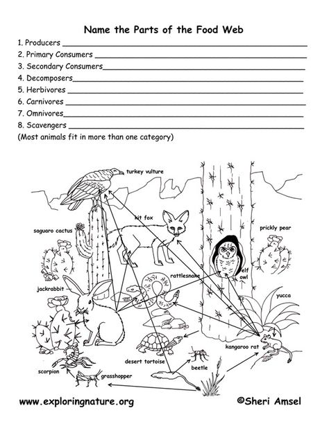 Name the Parts of a Food Web -- Exploring Nature Educational Resource Biology Classroom, 8th Grade Science, 4th Grade Science, 6th Grade Science, Biology Lessons, 5th Grade Science, Teaching Biology, Food Web, Science Resources