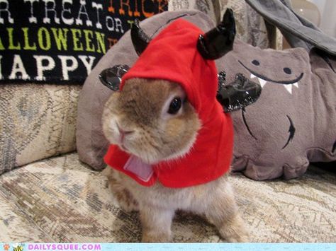 Rabbit Aesthetic, Aesthetic Bunny, Easter Bunny Costume, Take It Off, Bunny Costume, Animal Pics, Easter Bunny, Cute Animals, Dress Up