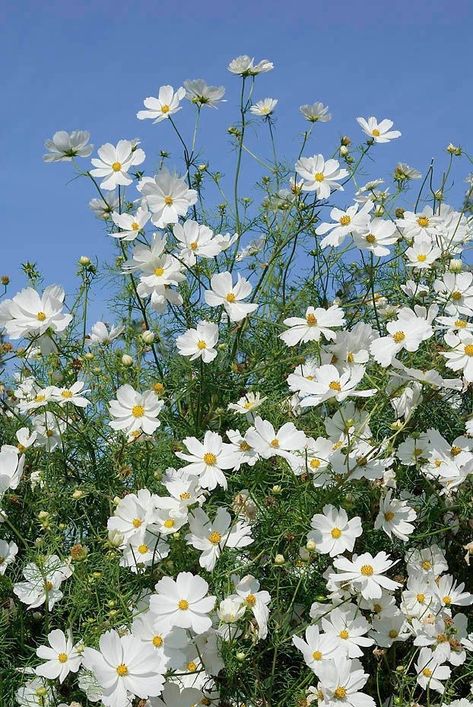 Cosmos Bipinnatus, Pretty Flowers Pictures, Cosmos Flowers, Garden Whimsy, Garden Deco, Garden Oasis, Floral Photo, White Gardens, Pretty Plants