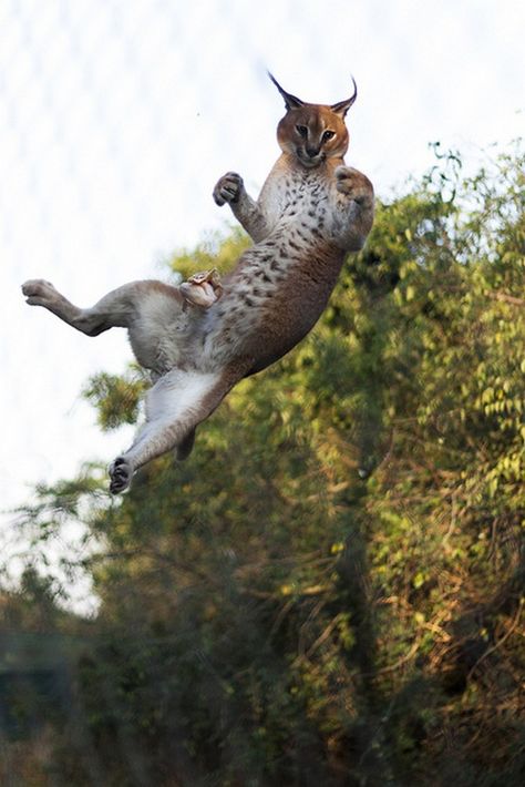 Caracal Cat, Small Wild Cats, Animal Reference, Exotic Cats, Animal References, Cat Pose, Cat Aesthetic, Reference Images, Lynx