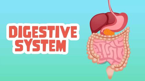 Do you know what is happening inside our body when we eat food? Here are five delightful digestive system facts for kids. Fun Facts For Kids, The Digestive System, Facts For Kids, What Is Happening, Gym Workout Tips, Digestive System, Do You Know What, Our Body, Facts About