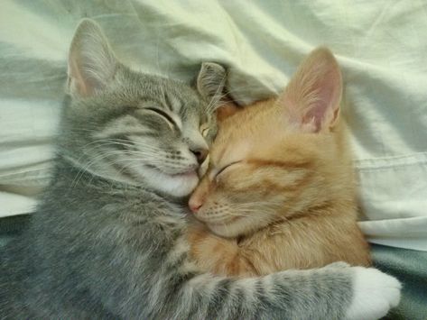 Cat Hug, Cat Cuddle, Söt Katt, Two Cats, Cat Aesthetic, Cute Cats And Kittens, Silly Cats, Pretty Cats, Beautiful Cats