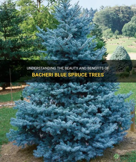 Understanding The Beauty And Benefits Of Bacheri Blue Spruce Trees | ShunCy Blue Spruce Tree, Colorado Blue Spruce, Picea Pungens, Types Of Blue, Spruce Trees, Organic Mulch, Spruce Tree, The Aesthetics, Blue Spruce