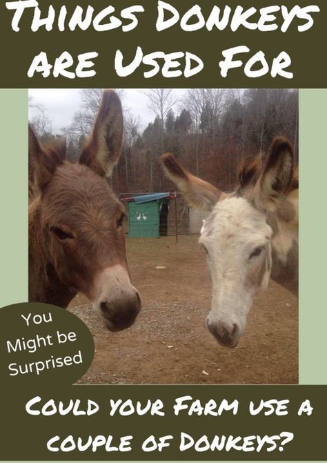 Uses For Donkeys Archives - The Donkey Listener Caring For Donkeys, Donkey House Ideas, Miniature Donkey Care, Donkey Barn Ideas, Guard Donkey, Farm Donkey, Donkey Training, Donkey Care, Mini Donkeys