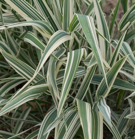 A variegated variety of ribbon grass (Phalaris arundinacea) has creamy striped foliage. Photograph by F.D. Richards via Flickr. Ribbon Grass Plants, Ribbon Grass Landscaping, Phalaris Arundinacea, Yucca Filamentosa, Transport Illustration, Ribbon Plant, Alpine Landscape, Front Landscape, Perennial Gardens