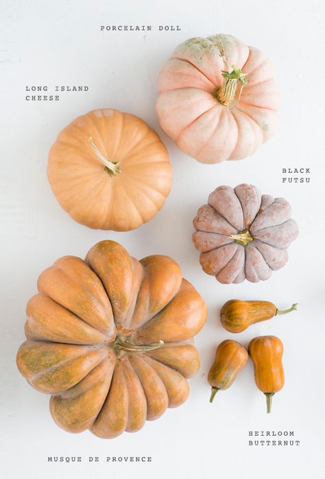 Pink heirloom pumpkin varieties | Photo by Scott Clark | See more on 100layercake.com/blog Crop Ideas, Pumpkin Varieties, Pumpkins And Gourds, Hantverk Diy, Squash Varieties, Pumpkin Squash, Pink Pumpkins, Woodland Party, Autumn Activities