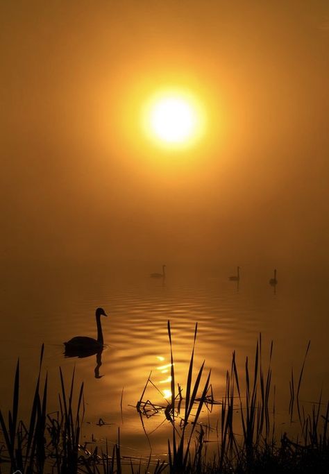 Sun Reference, Golden Lake, On Golden Pond, Trending Pins, Cat Tail, Lake Life, Art Board, Sunrise Sunset, Painting Ideas