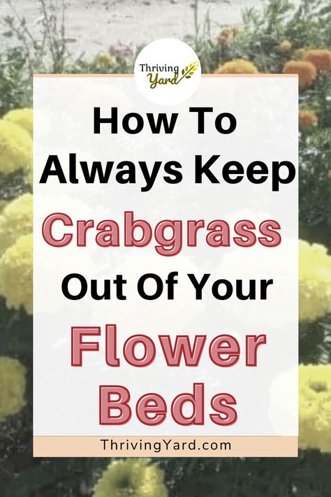 How To Get Grass Out Of Flower Beds, Grass Killer For Flower Beds, How To Get Rid Of Grass In A Flower Bed, How To Keep Weeds Out Of Flower Beds, Crabgrass Removal, Balcony Hanging Plants, Annual Flower Beds, Balcony Patio Ideas, Bad Bugs