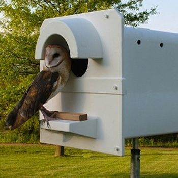 If you're looking for a natural approach to rodent control, enlist a barn owl—or two—to help eliminate mice, voles, and gophers from your property.' Owl Nesting Boxes, Owl Boxes, Owl Nest Box, Owl Nest, Field Mice, Zucchini Plants, Owl Box, Barn Owls, Rodent Control