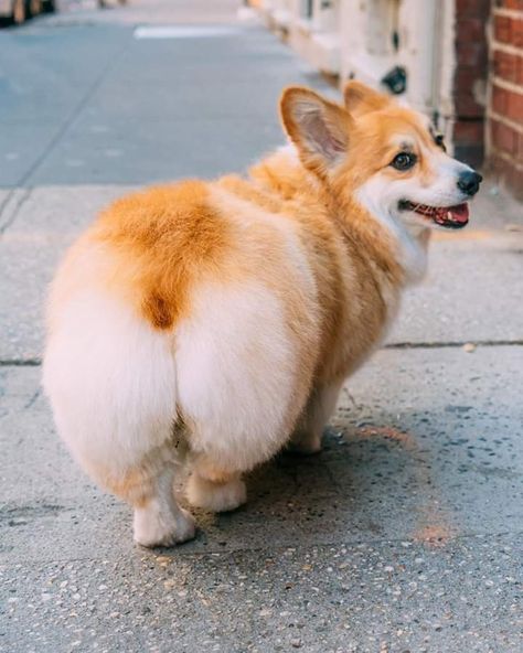 Corgi Sploot, Corgi Dog Breed, Corgi Breeds, God Creation, Princess Bedrooms, Fluffy Corgi, Cute Dog Wallpaper, Dog Anatomy, Studio Music