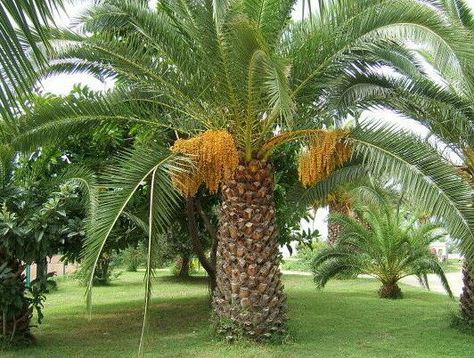 PHOENIX DACTYLIFERA - Date palm (15 SEEDS) | eBay Palm Tree Types, Phoenix Dactylifera, Judas Tree, Palm Trees Landscaping, Kentia Palm, Bamboo Palm, Date Palm, Fan Palm, Palm Plant