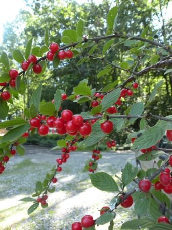 The sweet, slightly tart cherries of the Nanking ripen late June to early July.Nanking Cherry Prunus tomentosa This dense, twiggy shrub grows to 6’ to 10′ tall and 4’ wide. Exfoliating, shiny chestnut brown bark is particularity attractive on the bare shrub in winter. Grows in USDA zones 2-7. - Nanking Cherry, Ecological Landscape, Chinese Tree, Edible Landscape, Hill Garden, Tart Cherries, Garden On A Hill, Edible Landscaping, Food Forest