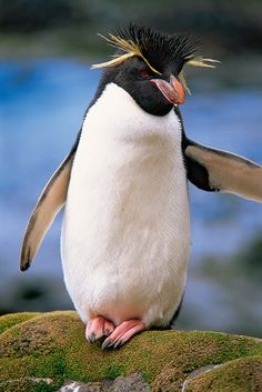 Penguin Food, Penguin Breeds, Group Of Penguins, Penguin Facts, Macaroni Penguin, Rockhopper Penguin, Penguin Parade, Shorebirds, Australian Birds