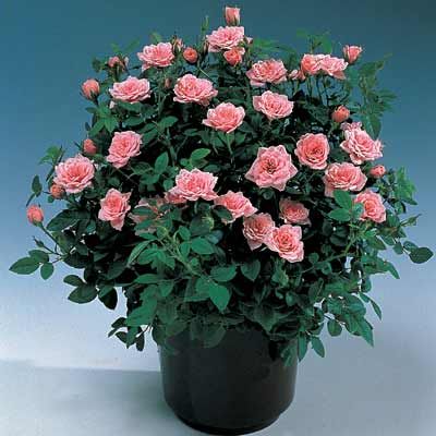 Guide to growing miniature roses indoors. Indoor Roses, Miniature Roses, Rose Care, Rose Trees, Growing Roses, Planting Roses, Mini Roses, Rose Bush, Indoor Gardening