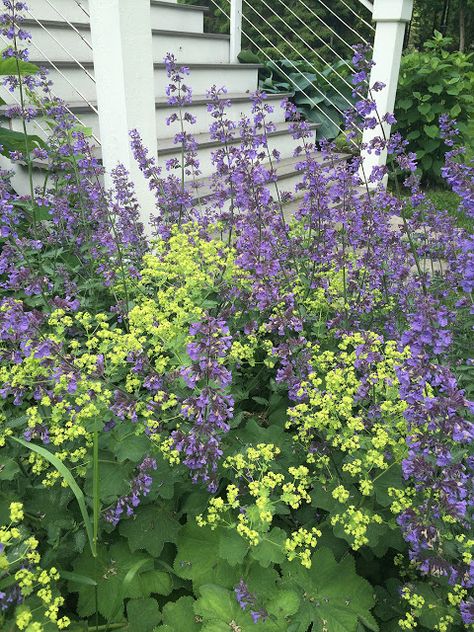 Outdoor Herb Garden, Lady's Mantle, Have Inspiration, Low Maintenance Garden, Garden Pictures, Beautiful Flowers Garden, Plant Combinations, Back Garden, English Garden