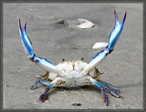 WHYYYY?????      Blue Crabs steamed ... Maryland Blue Crab, Crab Art, Cnidaria, Crab And Lobster, Beautiful Sea Creatures, Blue Crab, Crustaceans, Chesapeake Bay, Ocean Creatures