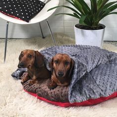 Dog Bed Sewing, Dog Bed Pattern, Dog Bed Sewing Pattern, Donut Diy, Dog Cave, Custom Dog Beds, Round Bed, Diy Donuts, Donut Bed