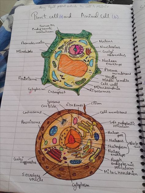 Plant Cell Drawing Biology, Human Cell Drawing, Respiratory System Drawing Easy, Human Cell Diagram, Biology Drawing, Bio Notes, Biochemistry Notes, Biology Diagrams, Cell Diagram