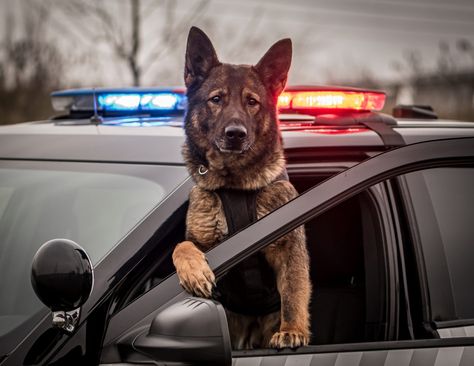 K9 Police Dogs, K9 Dogs, K9 Unit, Police K9, Military Dogs, Nocturnal Animals, Feral Cats, Police Dogs, Stray Cat