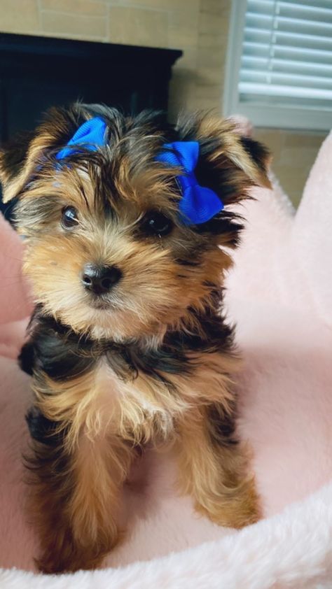 Baby Yorkie Puppies, Yorker Puppies, Cute Yorkies, Yorkie Aesthetic, Baby Yorkies, Yorkie Puppy Care, Micro Teacup Yorkie, Puppies Yorkie, Dog Line Art Tattoo