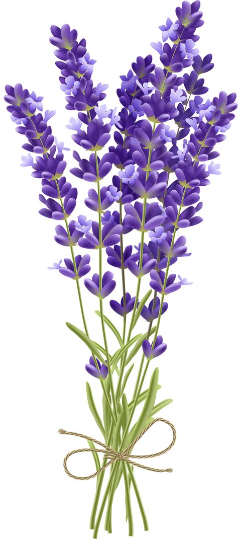 Lavender bouquet realistic free vector Lavender Digital Art, Lavender Plant Drawing, Lavender Flower Drawing, Lavender Drawing, Lavender Illustration, Flower Watercolour, Lavender Watercolor, Lavender Wall, Flower Png Images