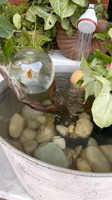 Neetu Jakhar on Instagram: "DIY aquarium 🐠 this is a simple DIY for all the animal lovers. I did add a filter and air pump for water circulation and oxygen.   Now if you think I did something wrong then I bought these fishes from an aquarium shop who had them in such small container, mine is bigger so my fishes are happy. Here there is no risk of birds or cats since I have two dogs.   (DIY aquarium, DIY fish pond, aquarium ideas, fish pond ideas, diy ideas, craft video, balcony decor, balcony garden, garden decor, diy garden, small balcony garden, balcony makeover, fish tank ideas)  #diyideas #aquarium #fishpond #fishtank #balconygarden #gardendesign #gardendecor #diygarden #balconydecor #trendingsongs #viralvideos" Pond Ideas Diy, Homemade Aquarium, Fish Pond Ideas, Pond Aquarium, Aquarium Diy, Balcony Makeover, Aquarium Shop, Diy Fish Tank, Cool Fish Tanks