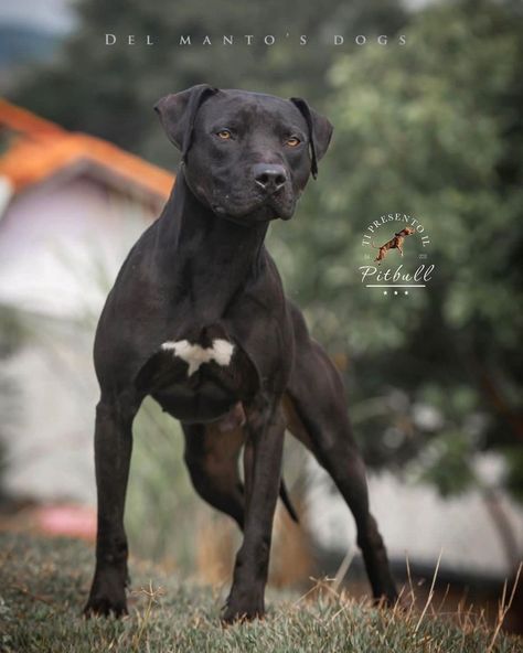 American Pit Bull Terrier 🐶 DMD Batman From • @dmdpitbull • #tipresentoilpitbull #arispedigree #americanpitbullterrier Pit Dog, Fit Dogs, American Bull, Every Dog Breed, All Breeds Of Dogs, K9 Unit, American Pitbull, Dream Dog, American Pit Bull Terrier