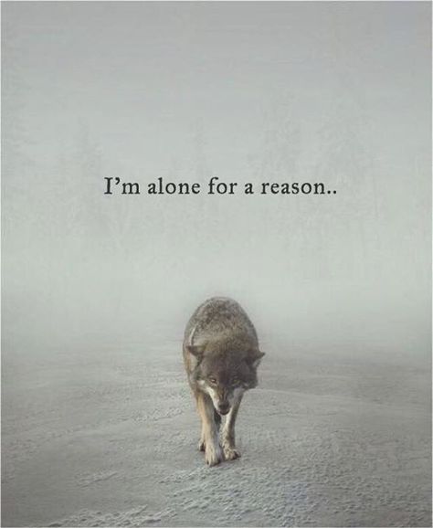 Quotes 'nd Notes — I’m alone for a reason.. Loner Quotes, Mots Forts, Lup Singuratic, Lone Wolf Quotes, Aomine Kuroko, Wolf Quotes, Wolf Spirit Animal, Warrior Quotes, Lone Wolf