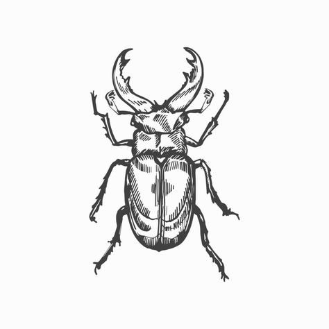 Bug Ink Drawing, Bugs Black And White, Beetle Drawing Reference, Bug Outline Drawing, Beatle Insect Sketch, Beatle Bug Tattoo Design, Bettle Bug Drawings, Beatle Drawings Bug Simple, Bug Drawings Simple