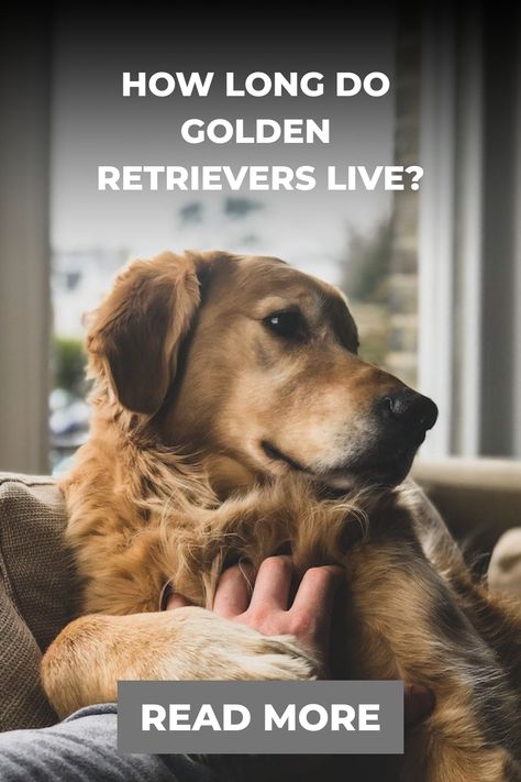 How Long Do Golden Retrievers Live? American Golden Retriever, Female Golden Retriever, Golden Retriever Breed, Old Golden Retriever, High Iq, Dog Ages, Obedience Training, Dog Travel, Dogs Golden Retriever