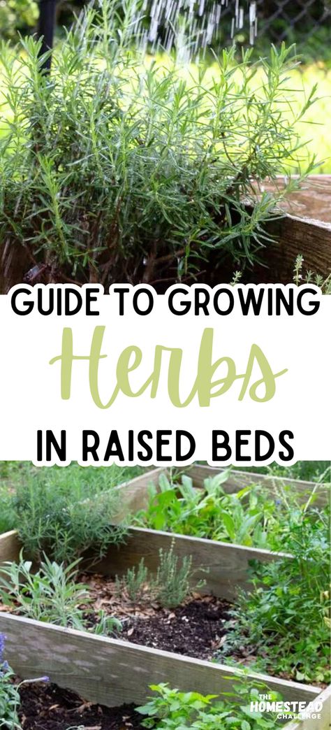 Unlock the secrets to a flourishing herb garden with our guide on Growing Herbs in Raised Beds! Raised beds are not just great for vegetables; they're perfect for cultivating a variety of herbs, too. From fragrant basil to soothing lavender, learn how to optimize your planting, care, and harvesting techniques specifically for raised bed settings. Whether you’re a seasoned gardener or just starting out, our tips will help you create a thriving, accessible, and beautiful herb garden! Herb Garden Layout Ideas, Herb Garden Outdoor Raised Beds, Raised Herb Garden Beds, Herb Garden Boxes Outdoor, Raised Herb Bed, Herb Bed Ideas, Herbs To Plant Together Planter Boxes, Herbs In Flower Bed, Raised Bed For Herbs