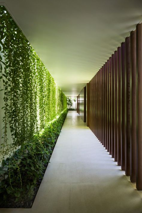 Planning Garden, Planters Garden, Corridor Design, نباتات منزلية, Gardening Design, Gardening Landscaping, Landscaping Garden, Studios Architecture, Garden Idea