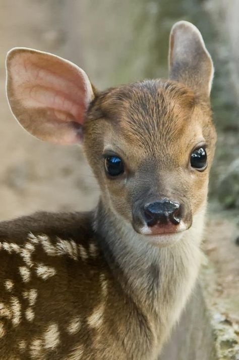 Forest Wildlife Art: Cutest Deer Picture Ever! Regnul Animal, Mule Deer, Manx, Baby Deer, Quarter Horse, Drawing Tutorials, Cute Creatures, Sweet Animals, Animal Planet