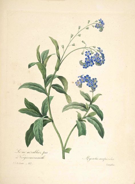 https://flic.kr/p/vh57Zj | Water forget-me-not (1833) | Myosotis scorpioides Redouté, P.J., Choix des plus belles fleurs et des plus beaux fruits, t. 112 (1833) [P.J. Redoute]  From the Swallowtail Garden Seeds collection of  botanical photographs and illustrations.   We hope you will enjoy these images as much as we do. Forget Me Not Botanical Illustration, Illustration Botanique Vintage, Foto Transfer, Botanical Illustration Vintage, Illustration Botanique, Vintage Botanical Prints, Arte Sketchbook, Botanical Drawings, Plant Illustration