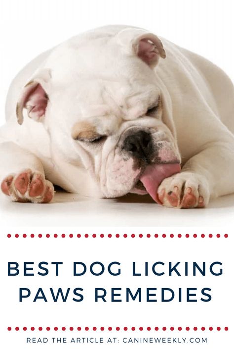 Are your dog itching and licking his paws more often? And you want to look for the best remedy for excessive paw licking? This article will give you insights. Read here to learn what makes your dog lick paws and the best dog licking paws remedies. #canineweekly #pawremedies #dogpawremedies #dogpawscare #doghealth Dog Paw Remedies, Long Haired Dog Breeds, Dog Itching Remedies, Why Do Dogs Lick, Dog Cone, Pet Nutrition, Love Affection, Dog Itching, Dog Health Tips