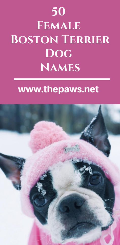 50 Female Boston Terrier Dog Names #femaledognames #femaledogs #bostonterriersnames #bostonterriers #dogs #pets #paws Boston Terrier Mixed Breeds, Puppies Names Female, Boston Terrier Clothes, Baby Boston Terriers, Dog Names Unique, Boston Terrier Names, Girl Dog Names, Female Dog Names, Best Dog Names